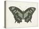 Beautiful Butterfly II-Vision Studio-Stretched Canvas