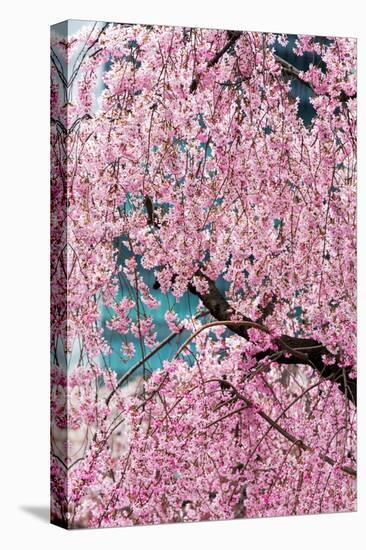 Beautiful Cherry Blossom in Full Bloom in Tokyo Imperial Palace East Gardens, Tokyo, Japan, Asia-Martin Child-Premier Image Canvas
