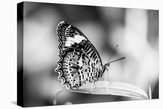 Beautiful Close Up of a Butterfly in the Garden-Mohana AntonMeryl-Premier Image Canvas