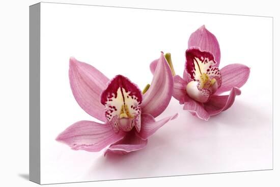 Beautiful Couple Pink Orchid Blossoms Isolated on a White-Apollofoto-Premier Image Canvas