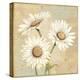 Beautiful Daisies I-Daphne Brissonnet-Stretched Canvas