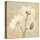 Beautiful Daisies II-Daphne Brissonnet-Stretched Canvas