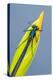 Beautiful demoiselle damselfly resting on Yellow iris, UK-Ross Hoddinott-Premier Image Canvas