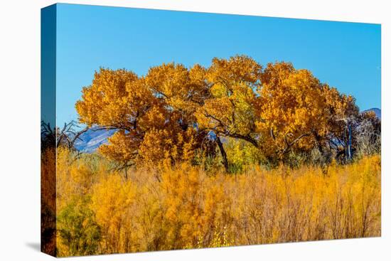 Beautiful Fall Foliage on Cottonwood Trees along the Rio Grande River in New Mexico.-Richard McMillin-Premier Image Canvas