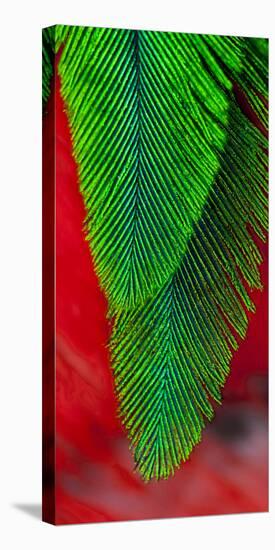 Beautiful Feathers of the Resplendent Quetzal-Darrell Gulin-Premier Image Canvas
