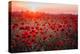 Beautiful Field of Red Poppies in the Sunset Light. Russia, Crimea-null-Premier Image Canvas