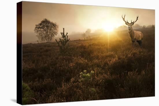 Beautiful Forest Landscape Of Foggy Sunrise In Forest With Red Deer Stag-Veneratio-Stretched Canvas