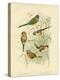 Beautiful Grass-Finch, 1891-Gracius Broinowski-Premier Image Canvas