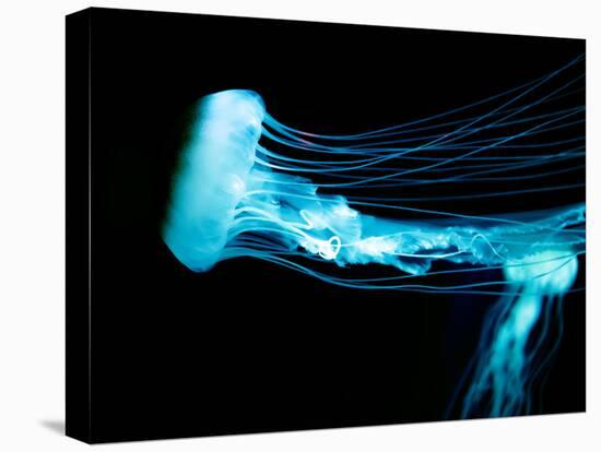 Beautiful Jellyfish-AndyCandy-Premier Image Canvas