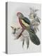 Beautiful King Parrot-John Gould-Premier Image Canvas