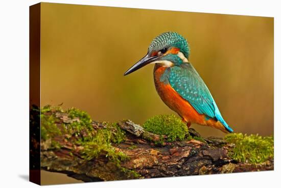 Beautiful Kingfisher with Clear Green Background. Kingfisher, Blue and Orange Bird Sitting on the B-Ondrej Prosicky-Premier Image Canvas