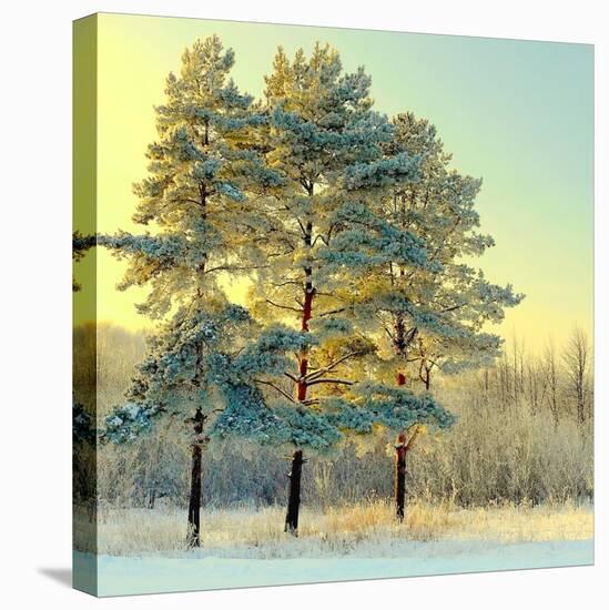 Beautiful Landscape with Winter Forest-DeSerg-Stretched Canvas