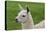 Beautiful Llama.-daseaford-Premier Image Canvas