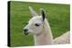 Beautiful Llama.-daseaford-Premier Image Canvas