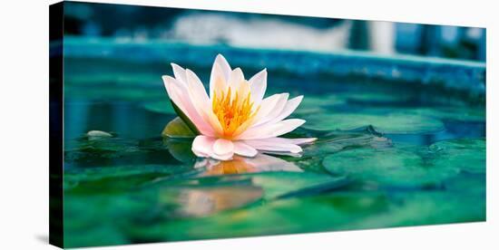 Beautiful Lotus Flower In Pond-null-Stretched Canvas