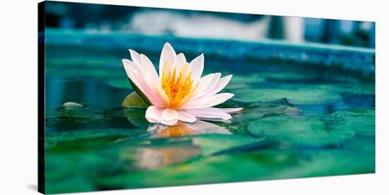 Beautiful Lotus Flower In Pond-null-Stretched Canvas