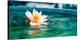 Beautiful Lotus Flower In Pond-null-Stretched Canvas