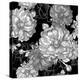 Beautiful Monochrome Rose Background-Varvara Kurakina-Stretched Canvas