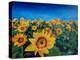 Beautiful Morning At Sunflower Fields-Markus Bleichner-Stretched Canvas