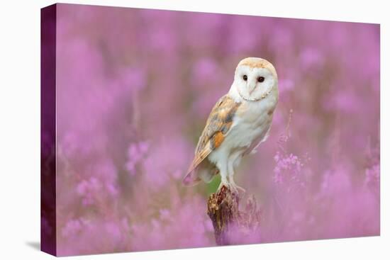 Beautiful Nature Scene with Owl and Pink Flowers. Barn Owl in Light Pink Bloom, Clear Foreground An-Ondrej Prosicky-Premier Image Canvas