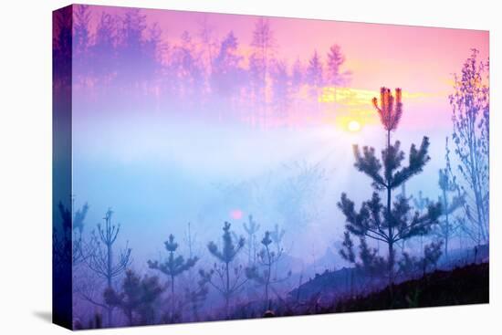 Beautiful Nature Sunrise Foggy Landscape. Misty Forest. Spring Nature. Park with Trees. Tranquil Ba-Subbotina Anna-Premier Image Canvas