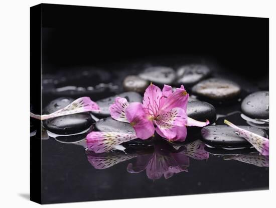 Beautiful Orchid Petals with Black Stones-crystalfoto-Premier Image Canvas