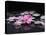 Beautiful Orchid Petals with Black Stones-crystalfoto-Premier Image Canvas