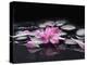 Beautiful Orchid Petals with Black Stones-crystalfoto-Premier Image Canvas