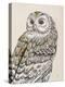 Beautiful Owls III Vintage-Daphne Brissonnet-Stretched Canvas