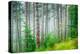 Beautiful Pine Tree Forest, Abstract Natural Background, Misty Woods in the Morning, Amazing Nature-Anna Omelchenko-Premier Image Canvas