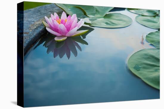 Beautiful Pink Lotus, Water Plant with Reflection in a Pond-Vasin Lee-Premier Image Canvas