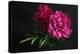 Beautiful Pink Peonies on Dark Background. Floral Still Life. Magenta Peony Flowers-null-Premier Image Canvas