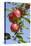 Beautiful Red Apples, Lafayette, New York, USA-Cindy Miller Hopkins-Premier Image Canvas