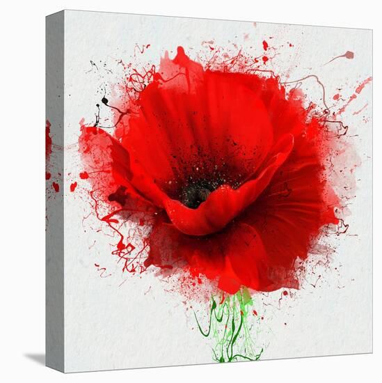 Beautiful Red Poppy, Closeup on a White Background, with Elements of the Sketch and Spray Paint, As-Pacrovka-Stretched Canvas