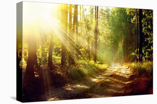 Beautiful Scene Misty Old Forest with Sun Rays, Shadows and Fog-Subbotina Anna-Premier Image Canvas