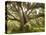 Beautiful Southern Live Oak tree, Flordia-Maresa Pryor-Premier Image Canvas