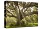 Beautiful Southern Live Oak tree, Flordia-Maresa Pryor-Premier Image Canvas