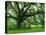 Beautiful Southern Live Oak tree, Flordia-Maresa Pryor-Premier Image Canvas