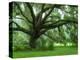 Beautiful Southern Live Oak tree, Flordia-Maresa Pryor-Premier Image Canvas