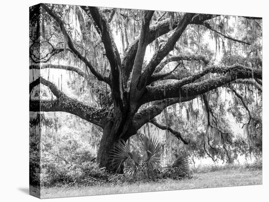 Beautiful Southern Live Oak tree, Flordia-Maresa Pryor-Premier Image Canvas