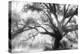 Beautiful Southern Live Oak tree, Flordia-Maresa Pryor-Premier Image Canvas