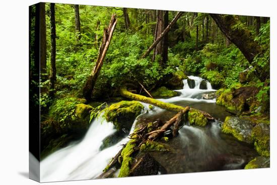 Beautiful stream in the lush Tongass National Forest, Alaska-Mark A Johnson-Premier Image Canvas