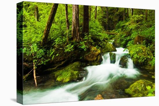 Beautiful stream in the lush Tongass National Forest, Alaska-Mark A Johnson-Premier Image Canvas