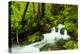 Beautiful stream in the lush Tongass National Forest, Alaska-Mark A Johnson-Premier Image Canvas