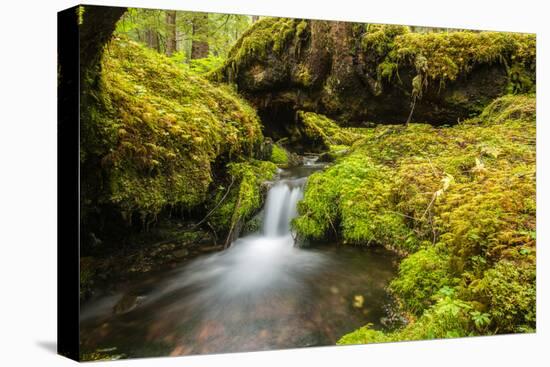 Beautiful stream in the lush Tongass National Forest, Alaska-Mark A Johnson-Premier Image Canvas