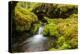 Beautiful stream in the lush Tongass National Forest, Alaska-Mark A Johnson-Premier Image Canvas