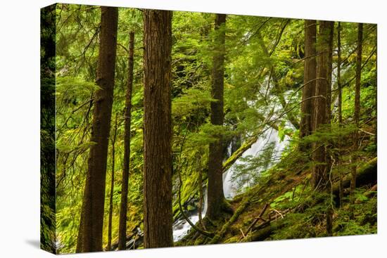 Beautiful stream in the lush Tongass National Forest, Alaska-Mark A Johnson-Premier Image Canvas