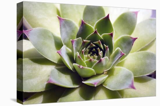 Beautiful Succulent Plant close Up-Yastremska-Premier Image Canvas