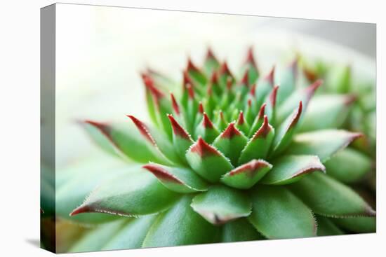Beautiful Succulent Plant close Up-Yastremska-Premier Image Canvas