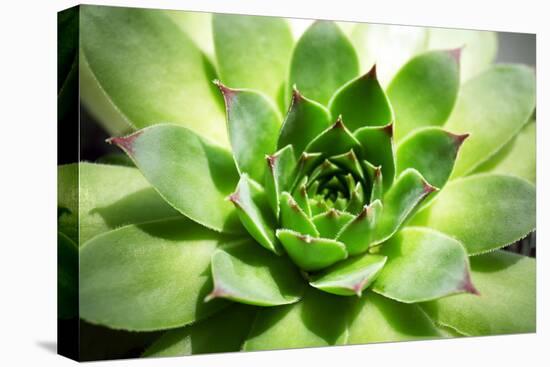 Beautiful Succulent Plant close Up-Yastremska-Premier Image Canvas